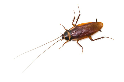 Steps to Get Rid Of Your Roaches