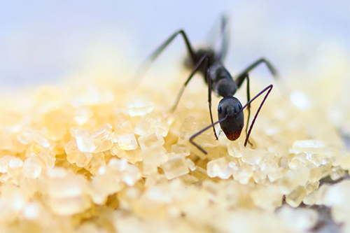 How To Keep Ants Out Of Your Kitchen