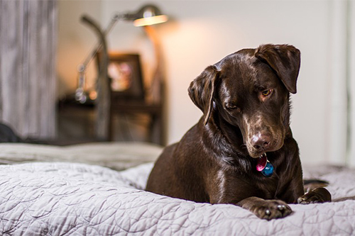 Bedbug Detecting K-9 with Exclusive Pest Control