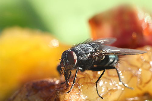 Exterminating Fruit Flies, Charleston SC