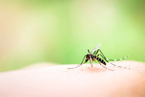 Effective Mosquito Control Using Pesticides in Misting Systems