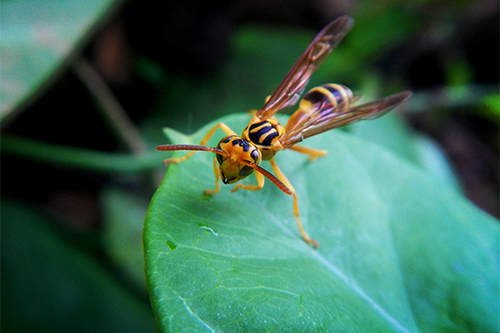 Take the Sting Out Of Summer With Proper Wasp Control
