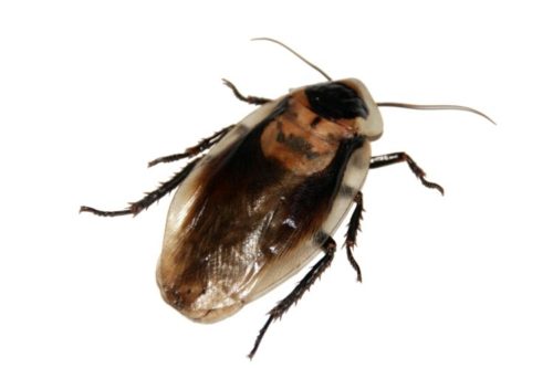 What’s the Difference Between Palmetto Bugs and Roaches?