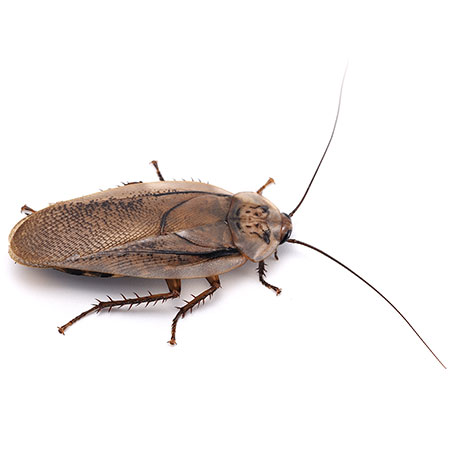 Palmetto Bugs Versus Cockroaches