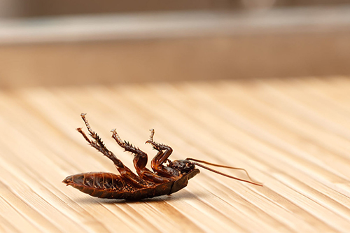 A Beginner’s Guide to Roaches in South Carolina