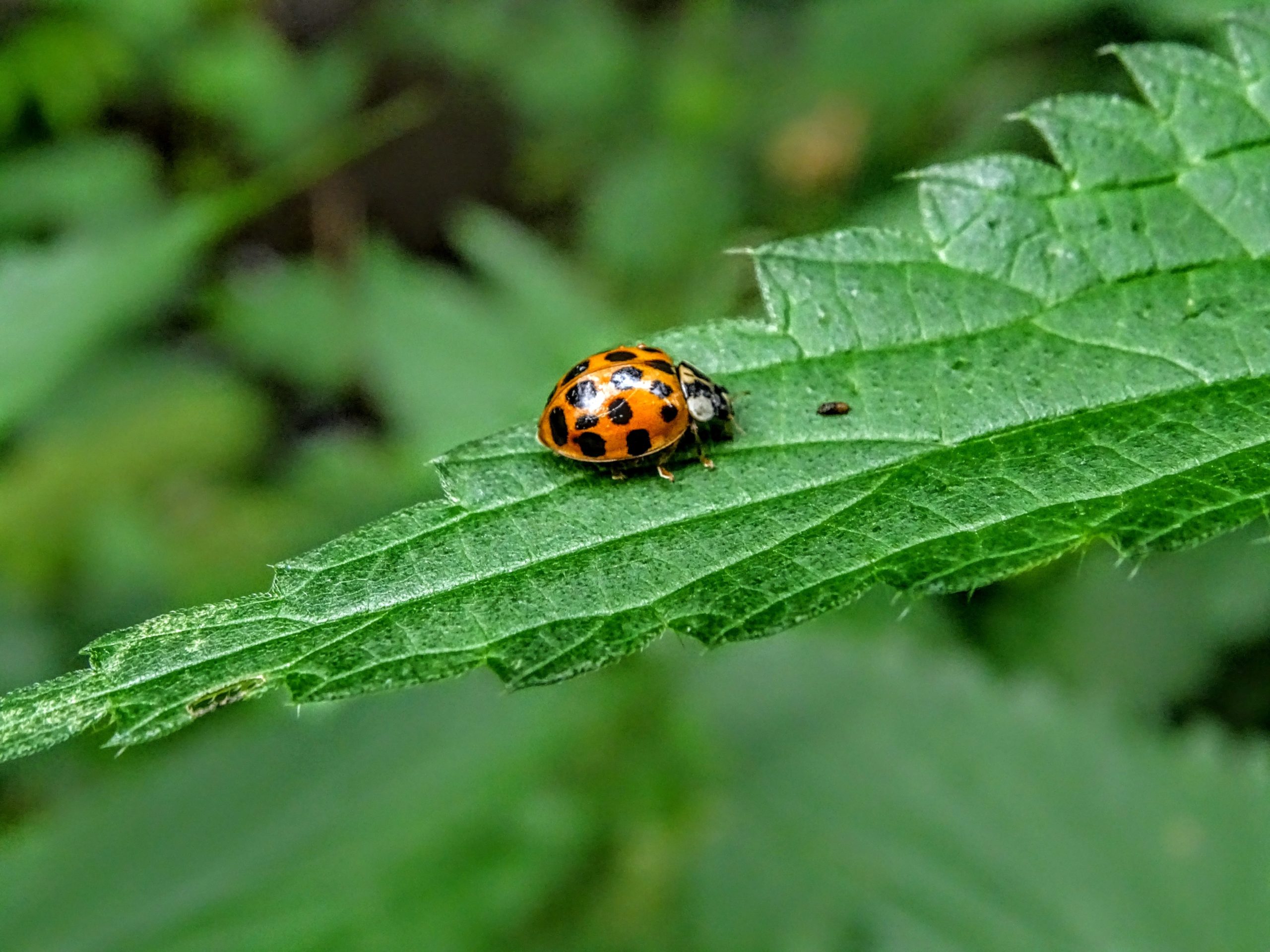 What Does Seeing Ladybug Mean