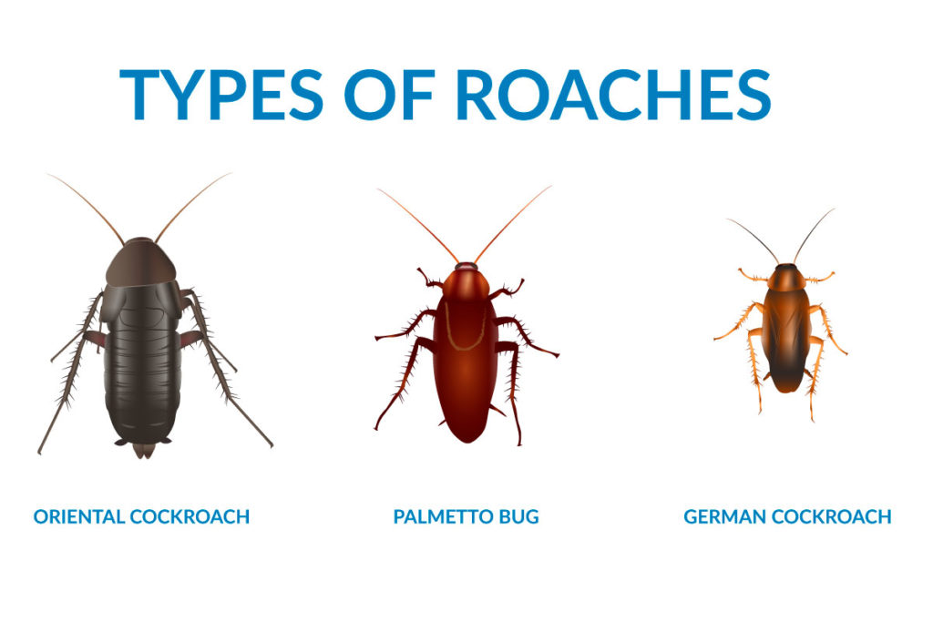 A Beginner's Guide to Roaches in South Carolina Exclusive Pest Control